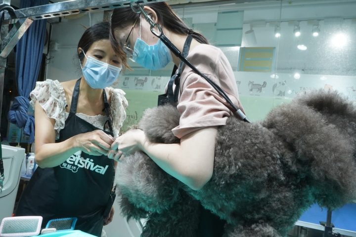 During the internship, Tsz-yan was guided by her employer and colleagues, and learnt about pet grooming skills and knowledge.